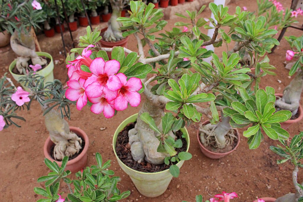 Fleur de baobab - que faire à Saly