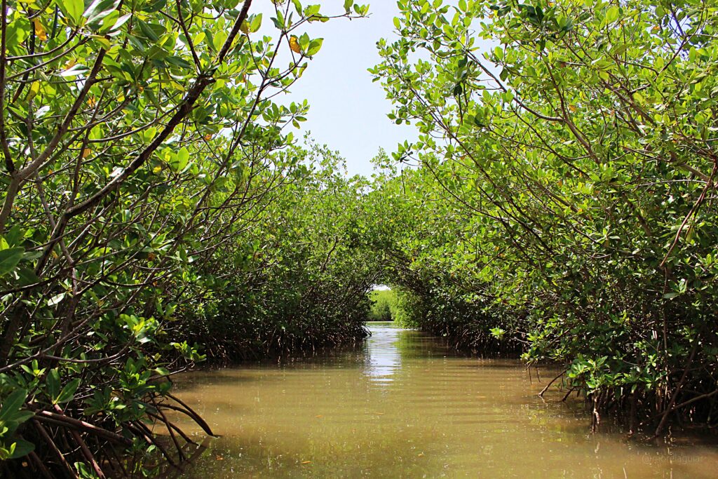 Lagune Somone - morelaguiar - que faire à Saly