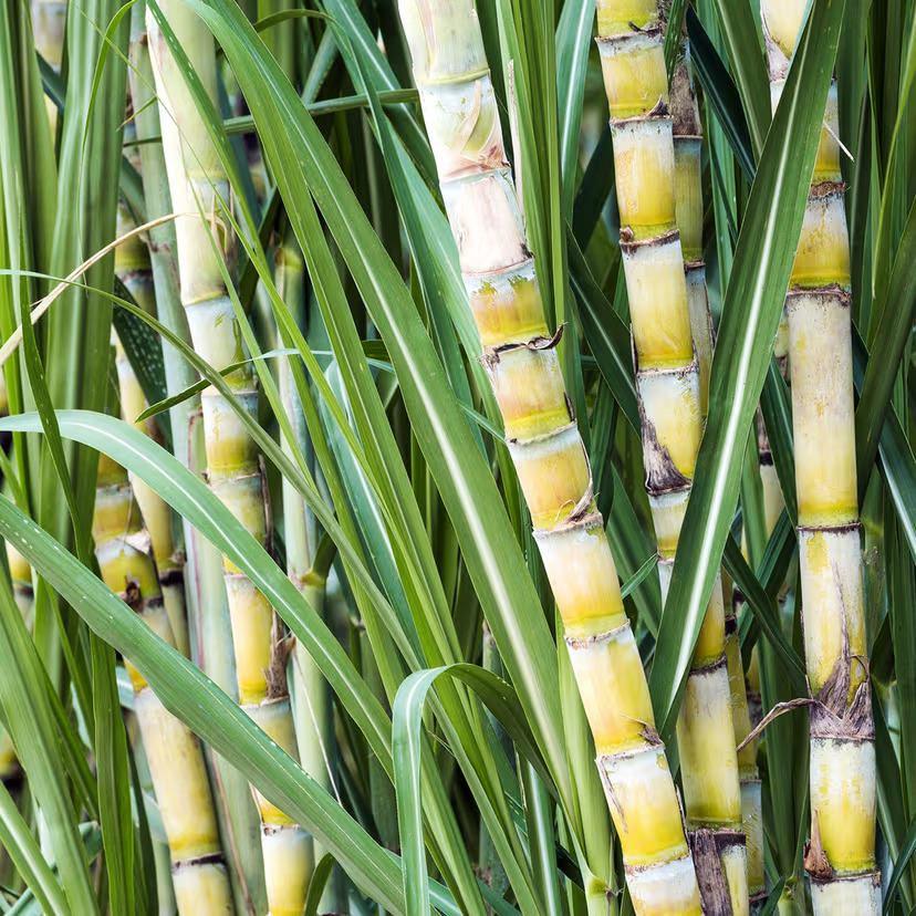 Canne à sucre